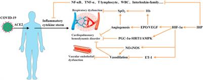 Intermittent Hypoxic Preconditioning: A Potential New Powerful Strategy for COVID-19 Rehabilitation